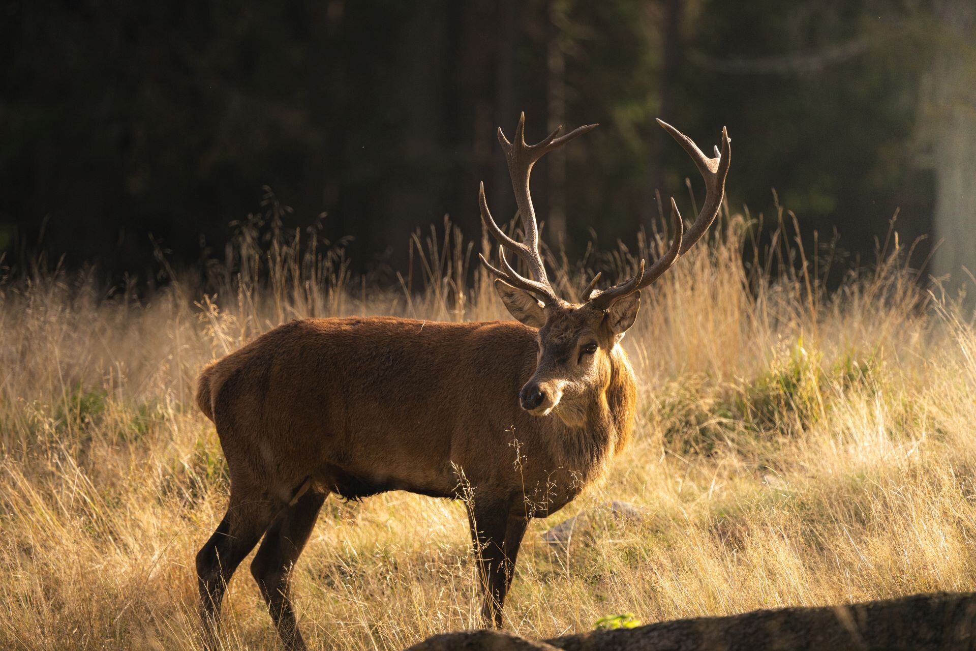 Il cervo, ospite gradito del Parco Paneveggio in Trentino