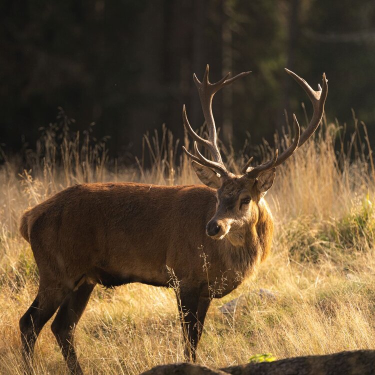 Il cervo, ospite gradito del Parco Paneveggio in Trentino