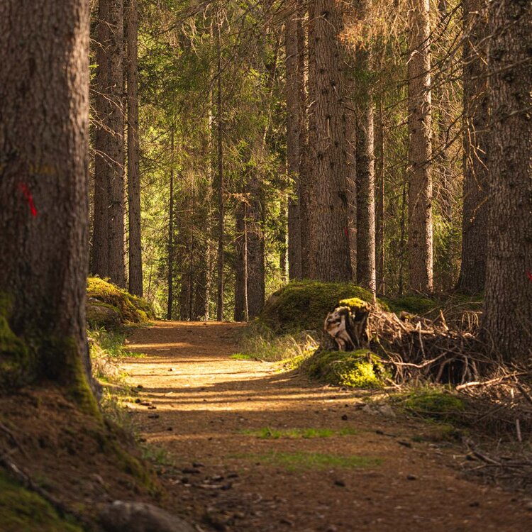 Un sentiero del Parco Paneveggio nel Primiero
