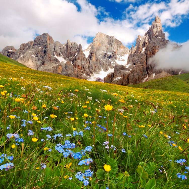 Natura salvaggia del Passo Rolle in Trentino