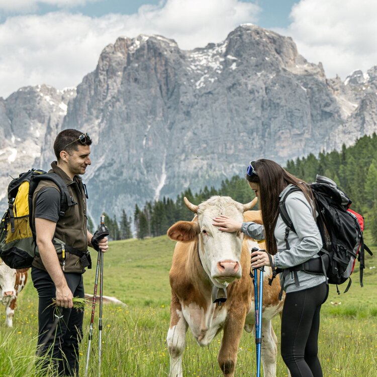 Mucche a pascolo al lago di calaita