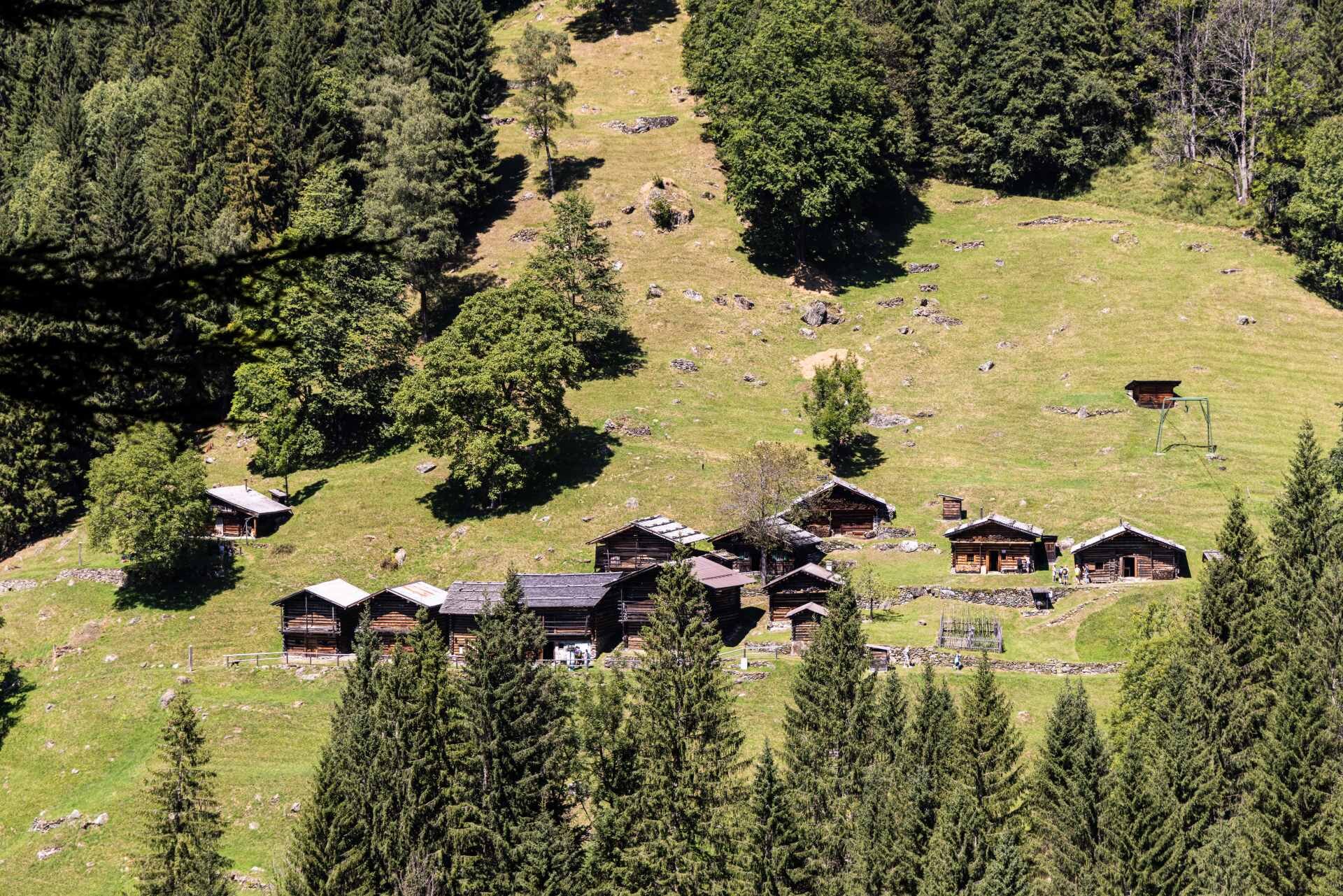 Mucche che pascolano intorno al Ecomuseo del Vanoi
