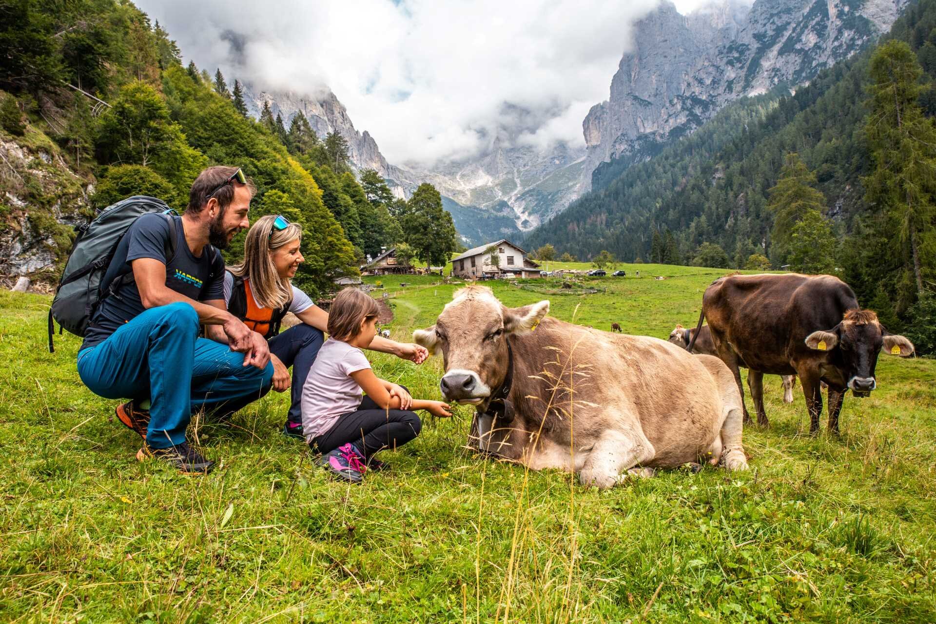 I bambini conoscono le mucche in val canali