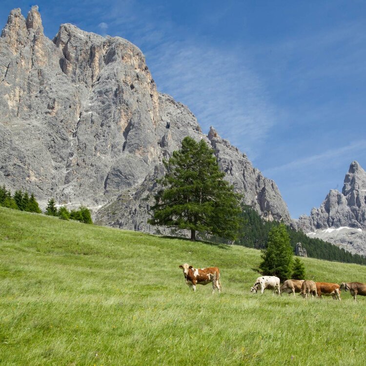 Vallata a San Martino di Castrozza