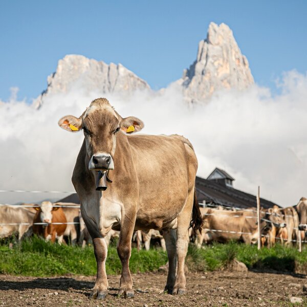 Pascolo Rolle 2 Ph Dolomitesweb