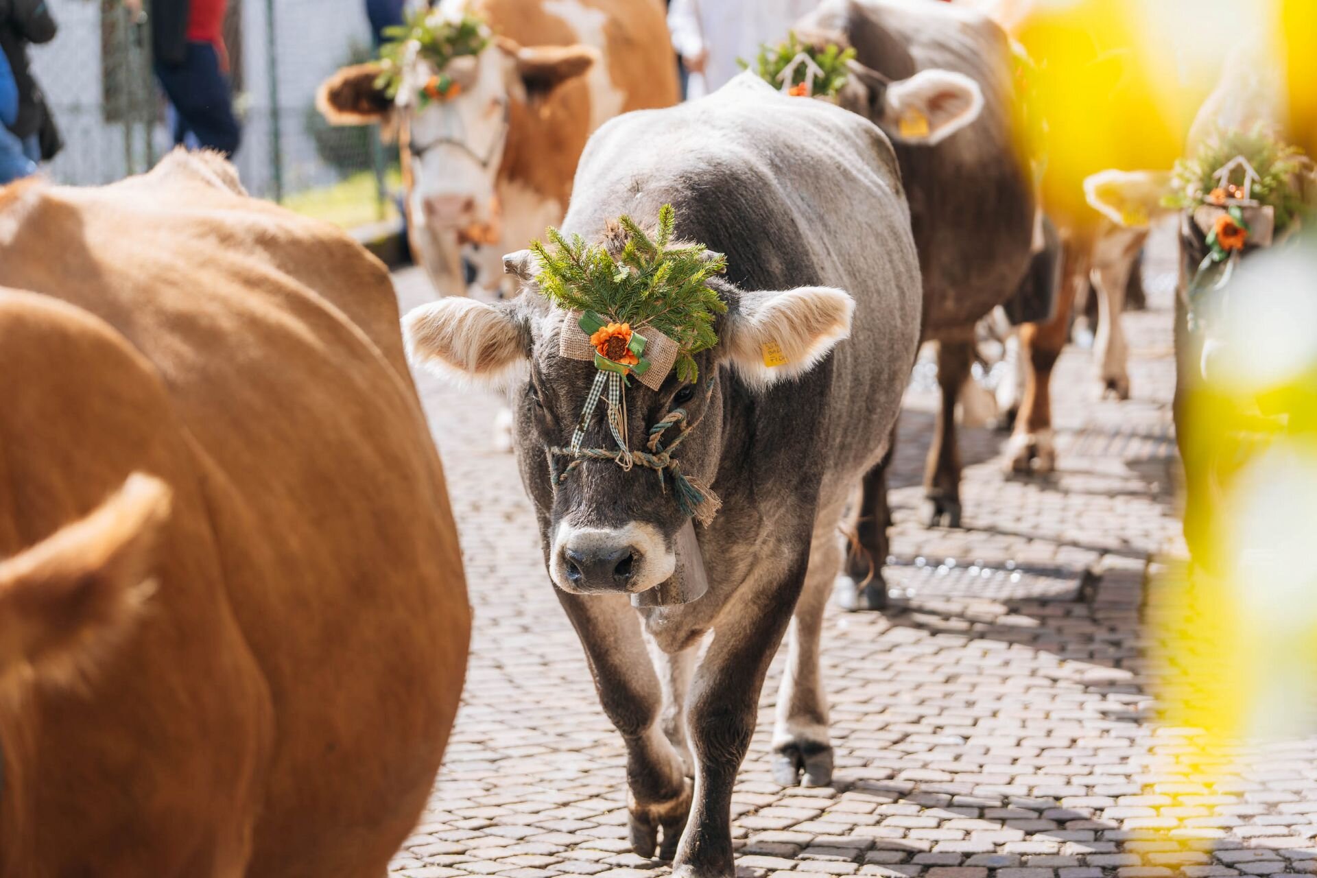 Sfilata di mucche a san martino di castrozza