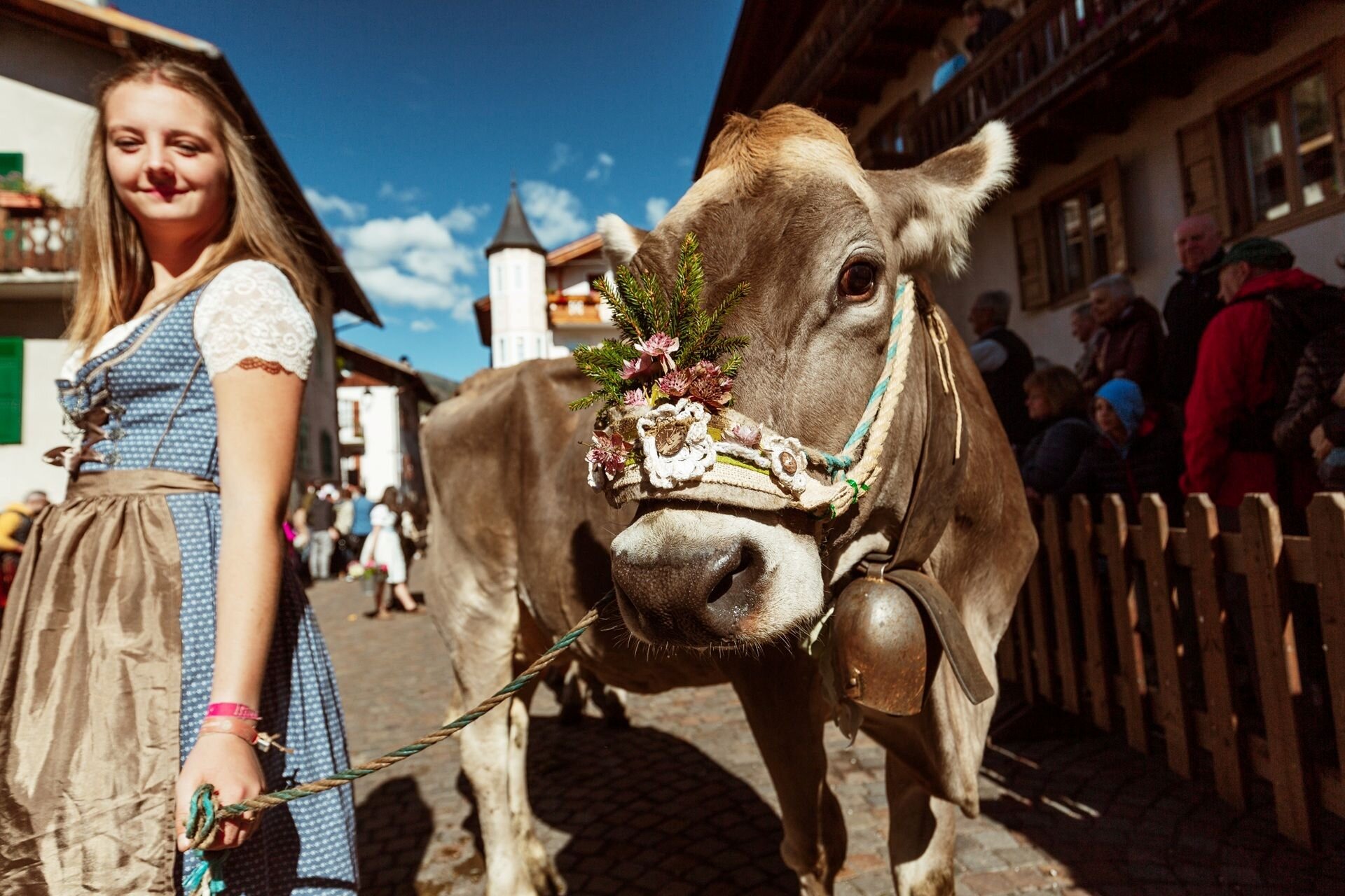 Bambina e mucca partecipano alla desmontegada a san martino