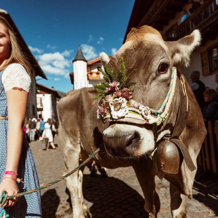 Bambina e mucca partecipano alla desmontegada a san martino