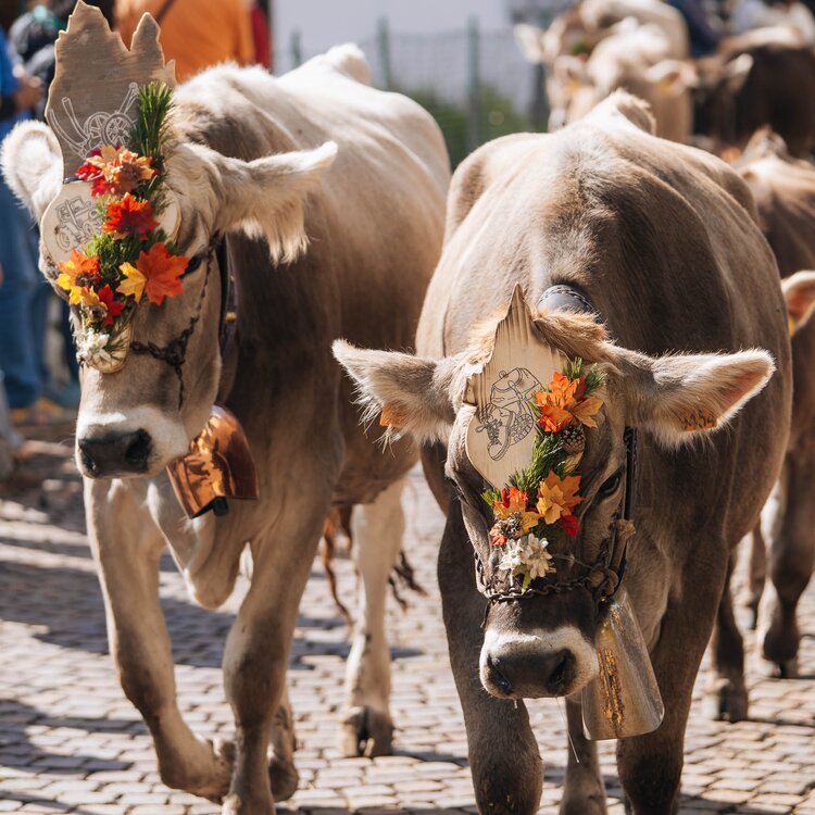 Gfdd Sfilata Desmontegada Linda Web 2025 09 28 140