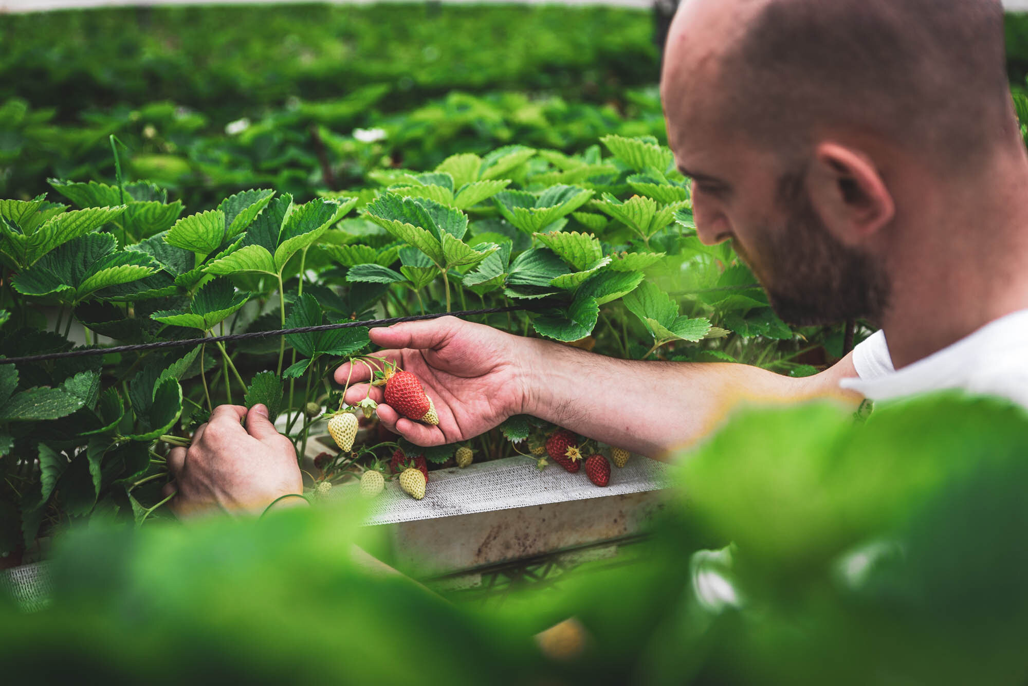 Raccolta erbe all'agritur Dalaip