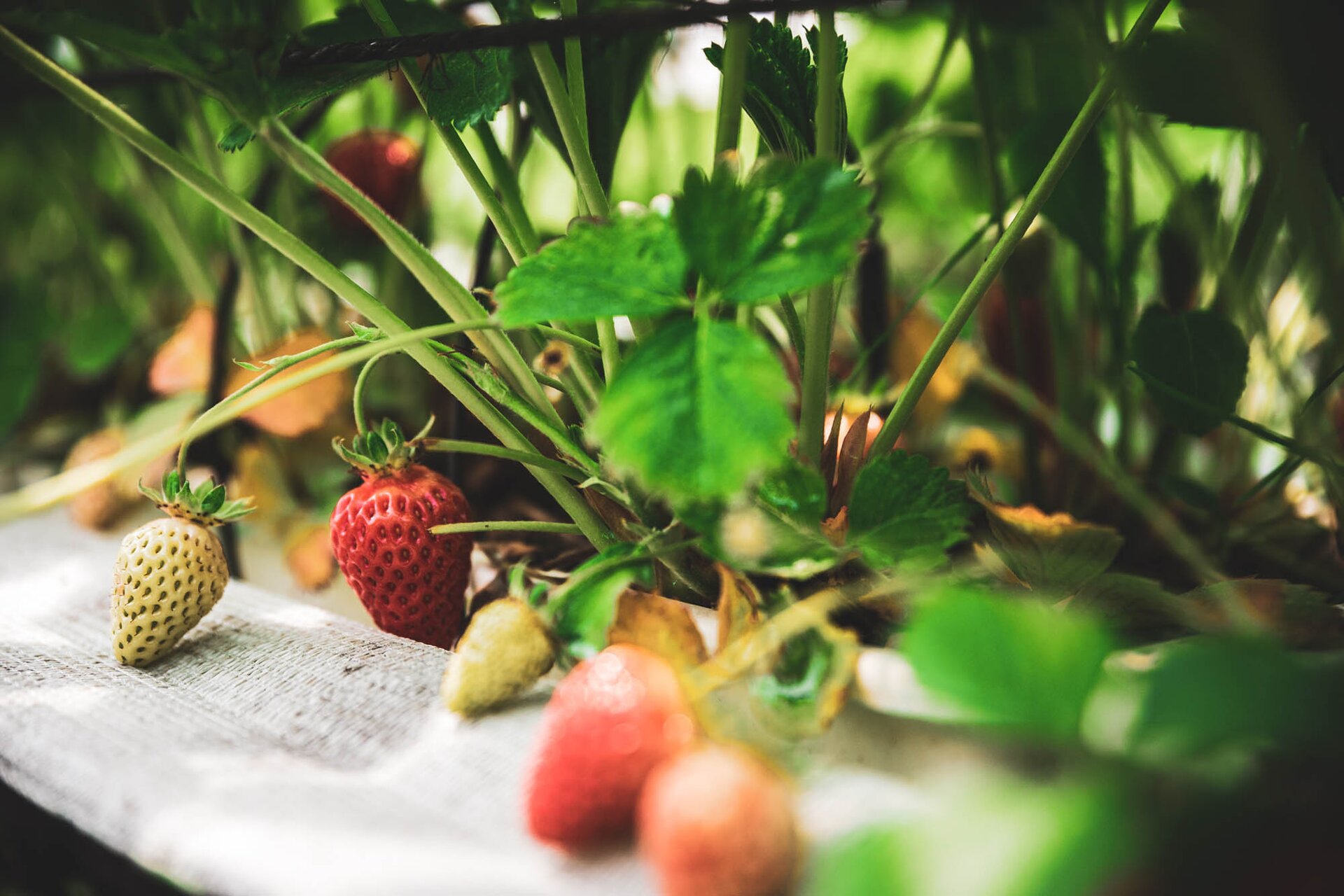 Raccolta di fragole all'agritur dalaip 