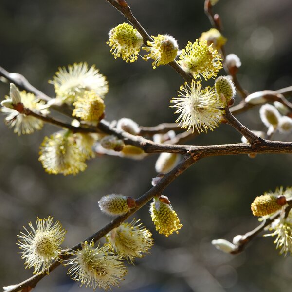 Habitat Torrente Canali 4