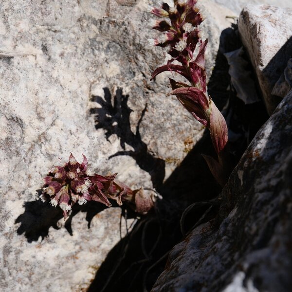 Habitat Torrente Canali 5