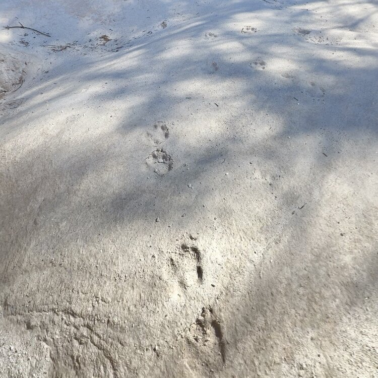 Habitat Torrente Canali 6