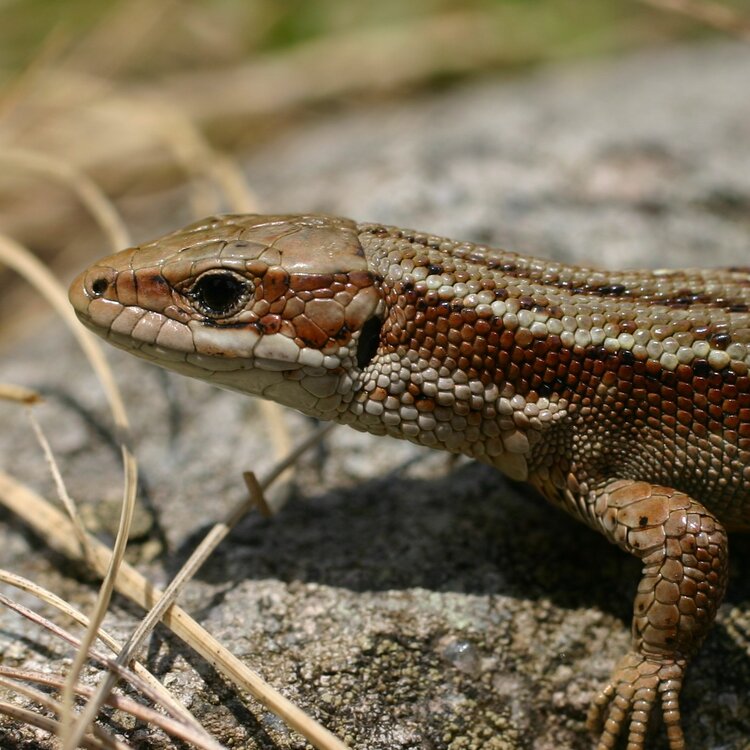 Habitat Lucertola Vivipara