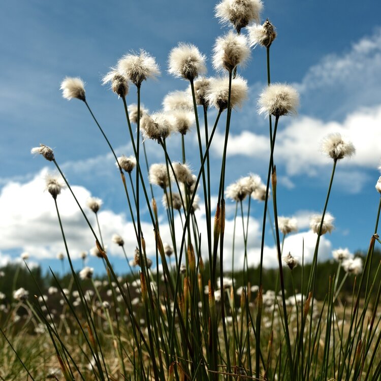 Habitat Eriofori
