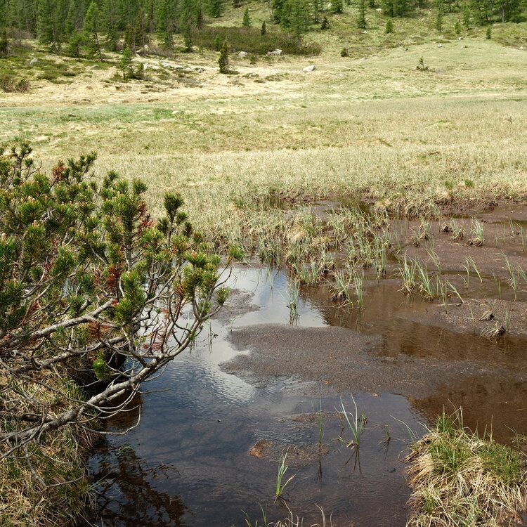 Habitat Torba