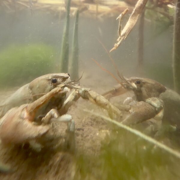 Gambero 2 Ph Habitat
