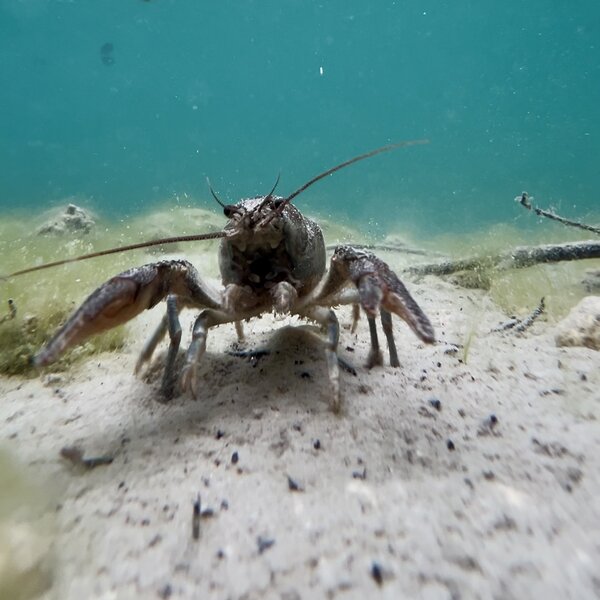 Gambero 3 Ph Habitat