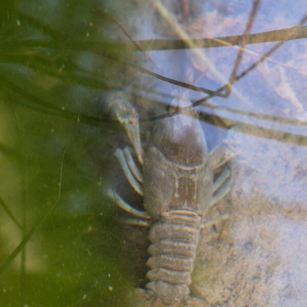 Gambero 1 Ph Habitat