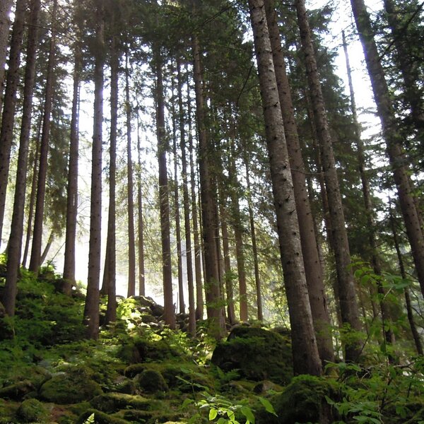 Vanoi Habitat Boschi