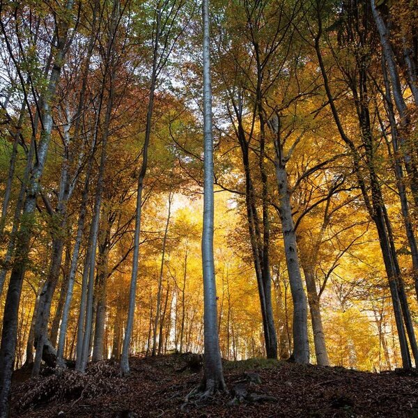 Bosco autunnale a Primiero