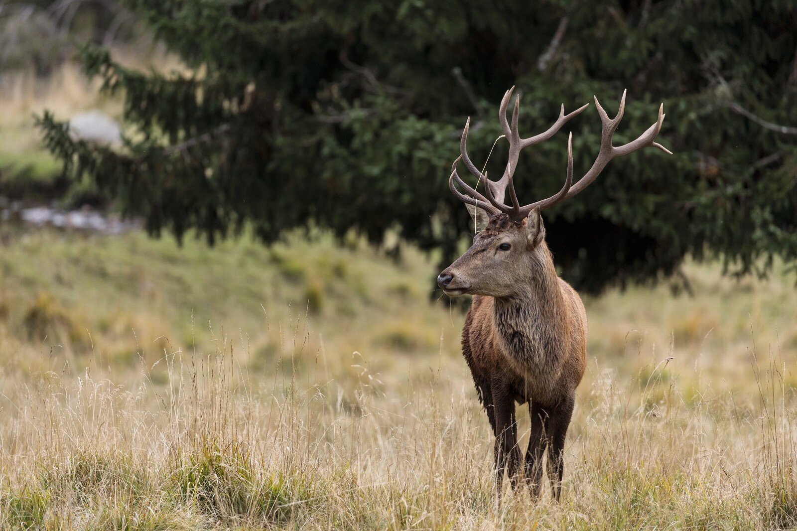 Cervo nel parco paneveggio