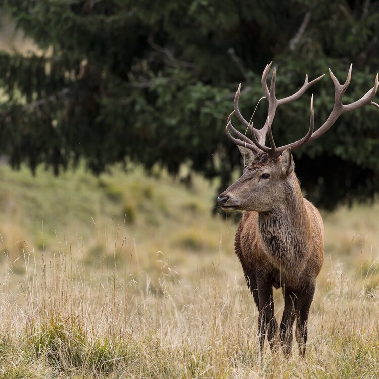 Cervo nel parco paneveggio