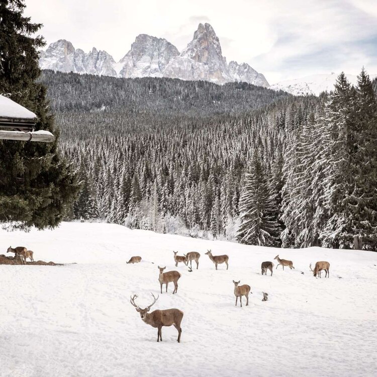 Cervi nel Parco Naturale Paneveggio - Trentino