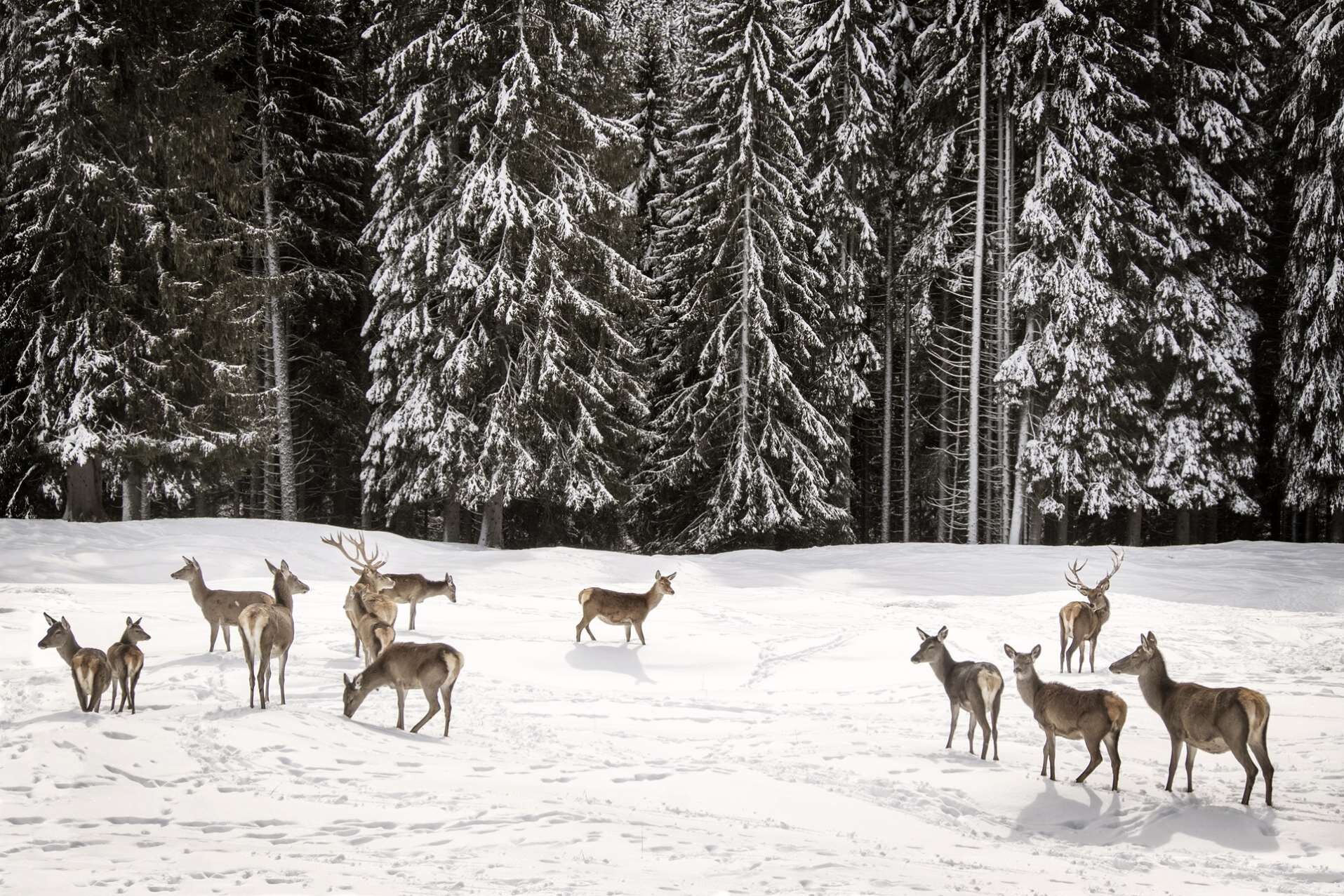 Gruppo di cervi nella neve del Parco Naturale Paneveggio - Trentino