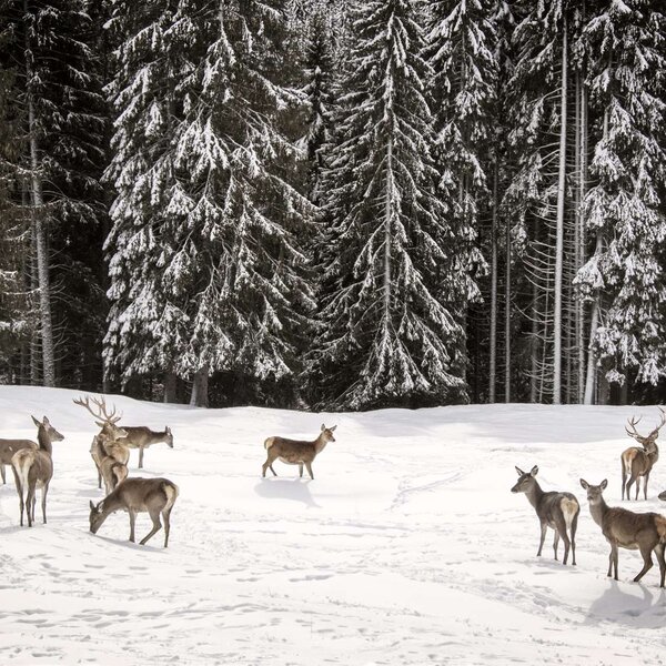 Gruppo di cervi nella neve del Parco Naturale Paneveggio - Trentino