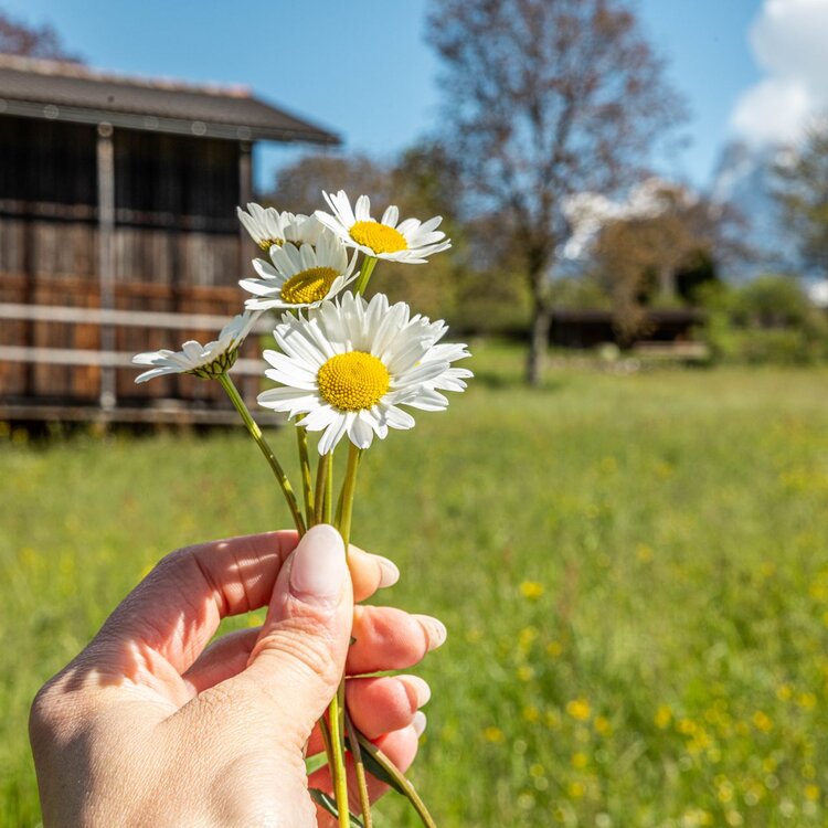 Margherite in primo piano su un paesaggio primaverile del Primiero
