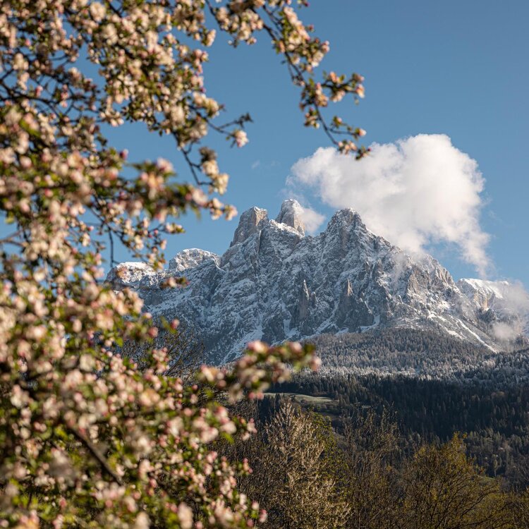Pale di San Martino in primavera 