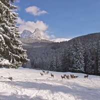 Parco Paneveggio in Trentino